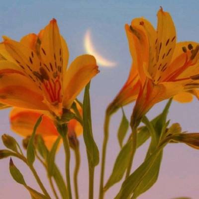 KOKapp下载手机版